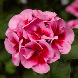 Set of 3 or 6 Large Plants - Geranium Calliope Rose Splash, Ready to Plant in Your Garden - Frankton's
