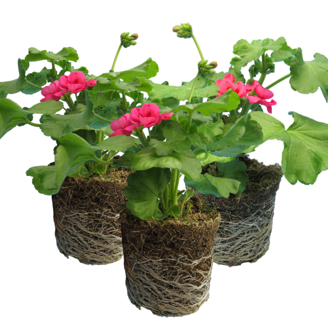 Set of 3 or 6 Large Plants - Geranium Calliope Rose Splash, Ready to Plant in Your Garden - Frankton's