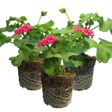 Set of 3 or 6 Large Plants - Geranium Calliope Rose Splash, Ready to Plant in Your Garden - Frankton's