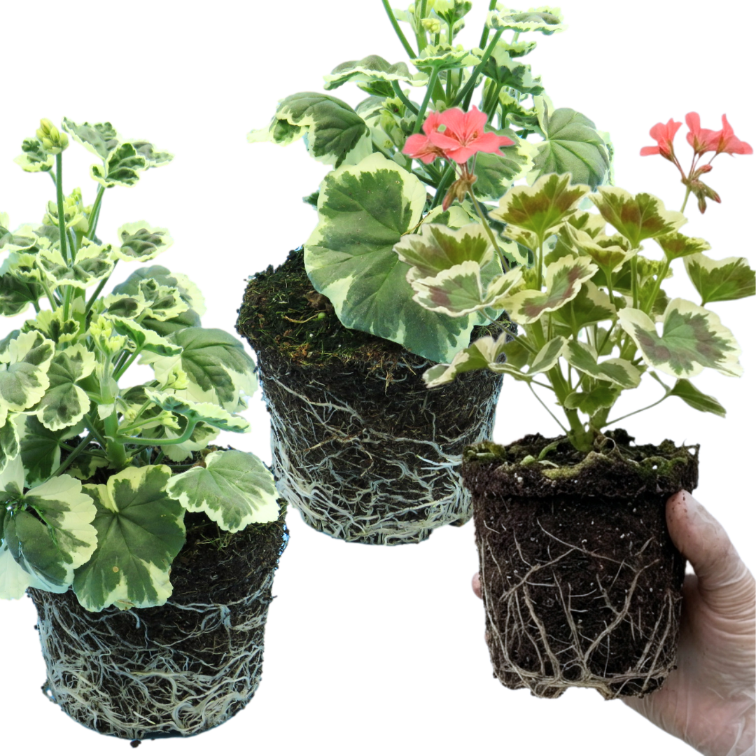 Set of 3 or 6 Large Plants - Geranium Pelgardini Frank Headly, Ready to Plant in Your Garden - Frankton's