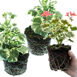 Set of 3 or 6 Large Plants - Geranium Pelgardini Frank Headly, Ready to Plant in Your Garden - Frankton's