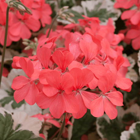 Set of 3 or 6 Large Plants - Geranium Pelgardini Frank Headly, Ready to Plant in Your Garden - Frankton's