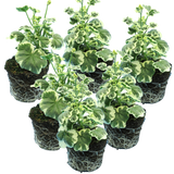 Set of 3 or 6 Large Plants - Geranium Pelgardini Frank Headly, Ready to Plant in Your Garden - Frankton's