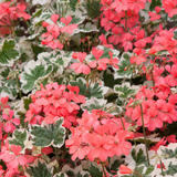 Set of 3 or 6 Large Plants - Geranium Pelgardini Frank Headly, Ready to Plant in Your Garden - Frankton's