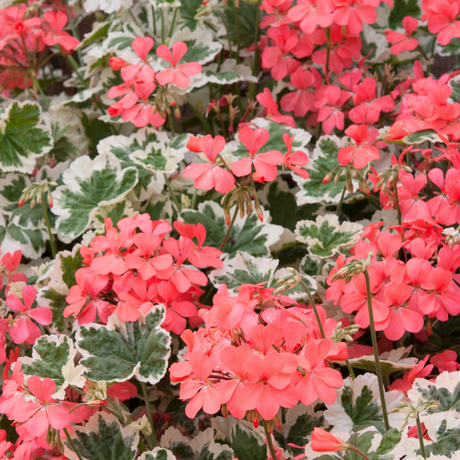 Set of 3 or 6 Large Plants - Geranium Pelgardini Frank Headly, Ready to Plant in Your Garden - Frankton's