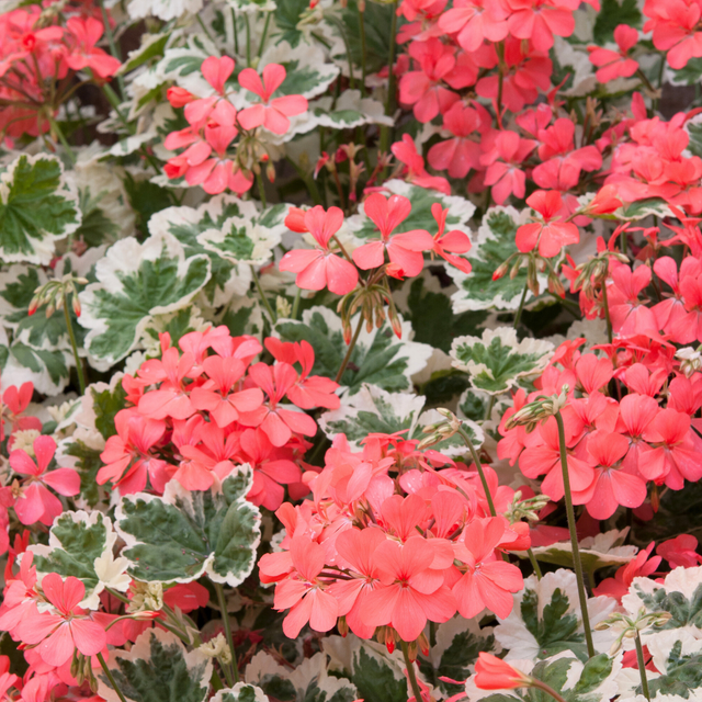 Set of 3 or 6 Large Plants - Geranium Pelgardini Frank Headly, Ready to Plant in Your Garden - Frankton's