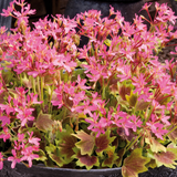 Set of 3 or 6 Large Plants - Geranium Pelgardini Lotusland, Ready to Plant in Your Garden - Frankton's