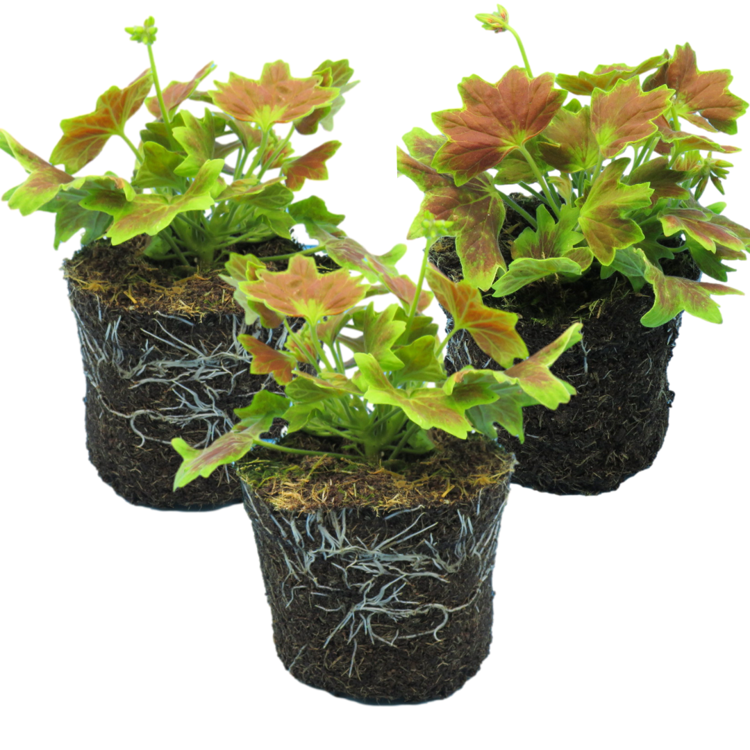 Set of 3 or 6 Large Plants - Geranium Pelgardini Lotusland, Ready to Plant in Your Garden - Frankton's