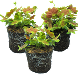 Set of 3 or 6 Large Plants - Geranium Pelgardini Lotusland, Ready to Plant in Your Garden - Frankton's