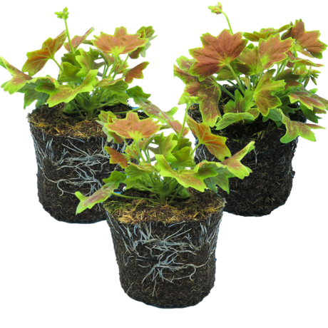 Set of 3 or 6 Large Plants - Geranium Pelgardini Lotusland, Ready to Plant in Your Garden - Frankton's
