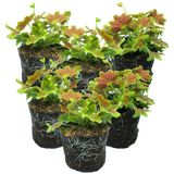 Set of 3 or 6 Large Plants - Geranium Pelgardini Lotusland, Ready to Plant in Your Garden - Frankton's