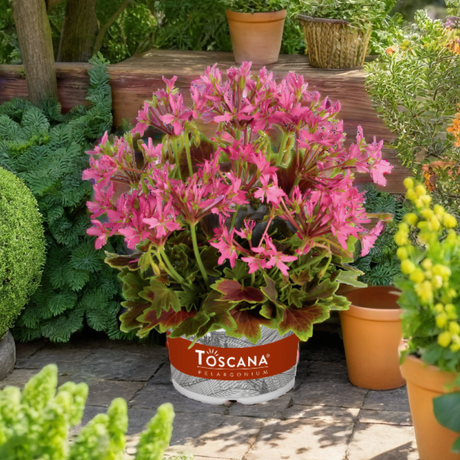 Set of 3 or 6 Large Plants - Geranium Pelgardini Lotusland, Ready to Plant in Your Garden - Frankton's