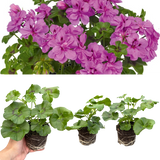 Set of 3 or 6 Large Plants - Geranium Sunflair Amethyst, Ready to Plant in Your Garden - Frankton's