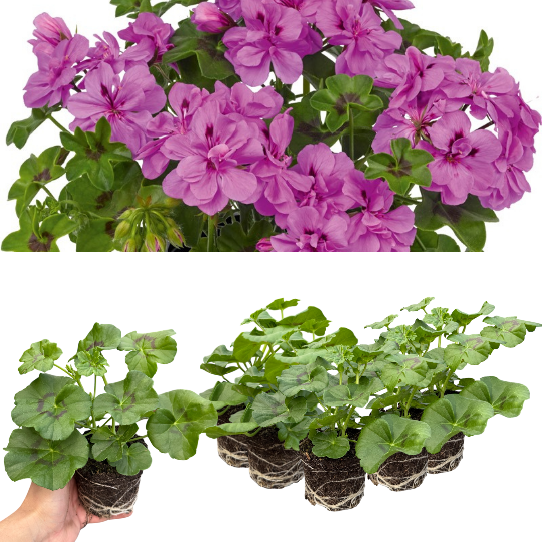 Set of 3 or 6 Large Plants - Geranium Sunflair Amethyst, Ready to Plant in Your Garden - Frankton's
