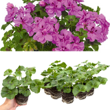 Set of 3 or 6 Large Plants - Geranium Sunflair Amethyst, Ready to Plant in Your Garden - Frankton's