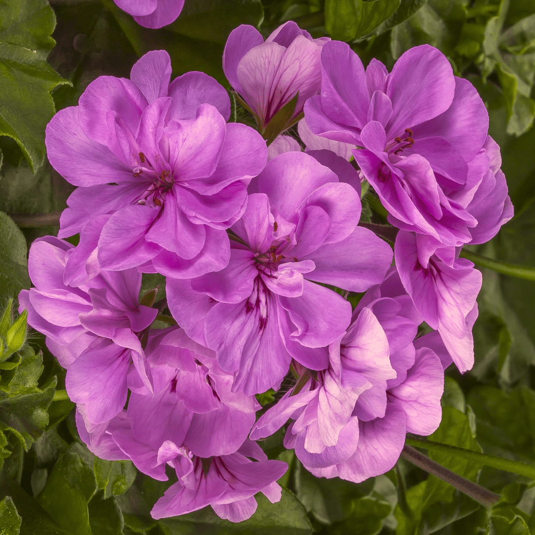 Set of 3 or 6 Large Plants - Geranium Sunflair Amethyst, Ready to Plant in Your Garden - Frankton's