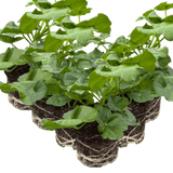 Set of 3 or 6 Large Plants - Geranium Sunflair Amethyst, Ready to Plant in Your Garden - Frankton's