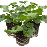 Set of 3 or 6 Large Plants - Geranium Sunflair Amethyst, Ready to Plant in Your Garden - Frankton's