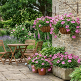 Set of 3 or 6 Large Plants - Geranium Tornado Pink, Ready to Plant in Your Garden - Frankton's