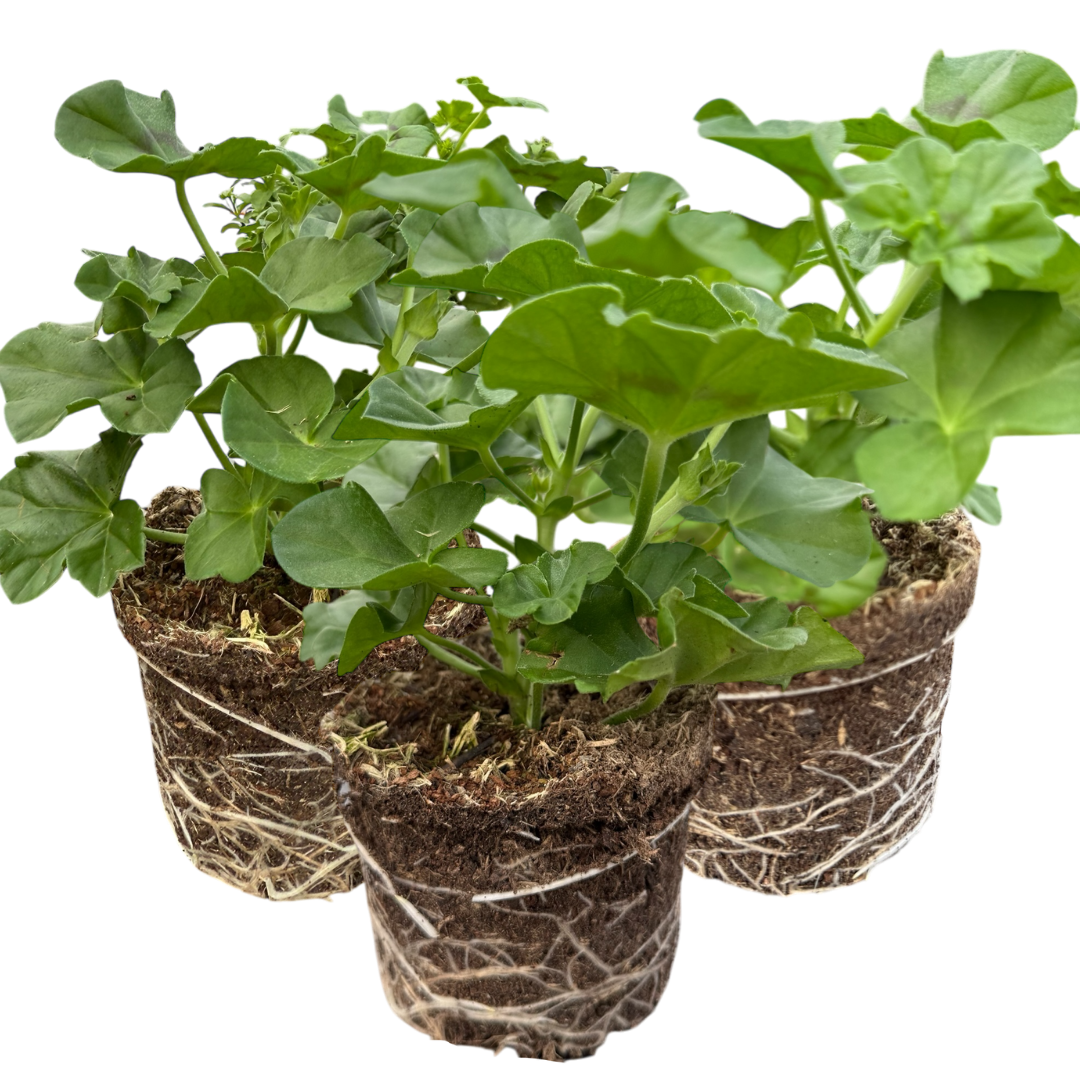 Set of 3 or 6 Large Plants - Geranium Tornado Pink, Ready to Plant in Your Garden - Frankton's