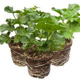 Set of 3 or 6 Large Plants - Geranium Tornado Pink, Ready to Plant in Your Garden - Frankton's