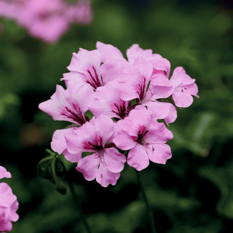 Set of 3 or 6 Large Plants - Geranium Tornado Pink, Ready to Plant in Your Garden - Frankton's