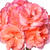 Set of 3 or 6 Large Plants - Geranium Zonale Rosebud Astrid, Ready to Plant in Your Garden - Frankton's