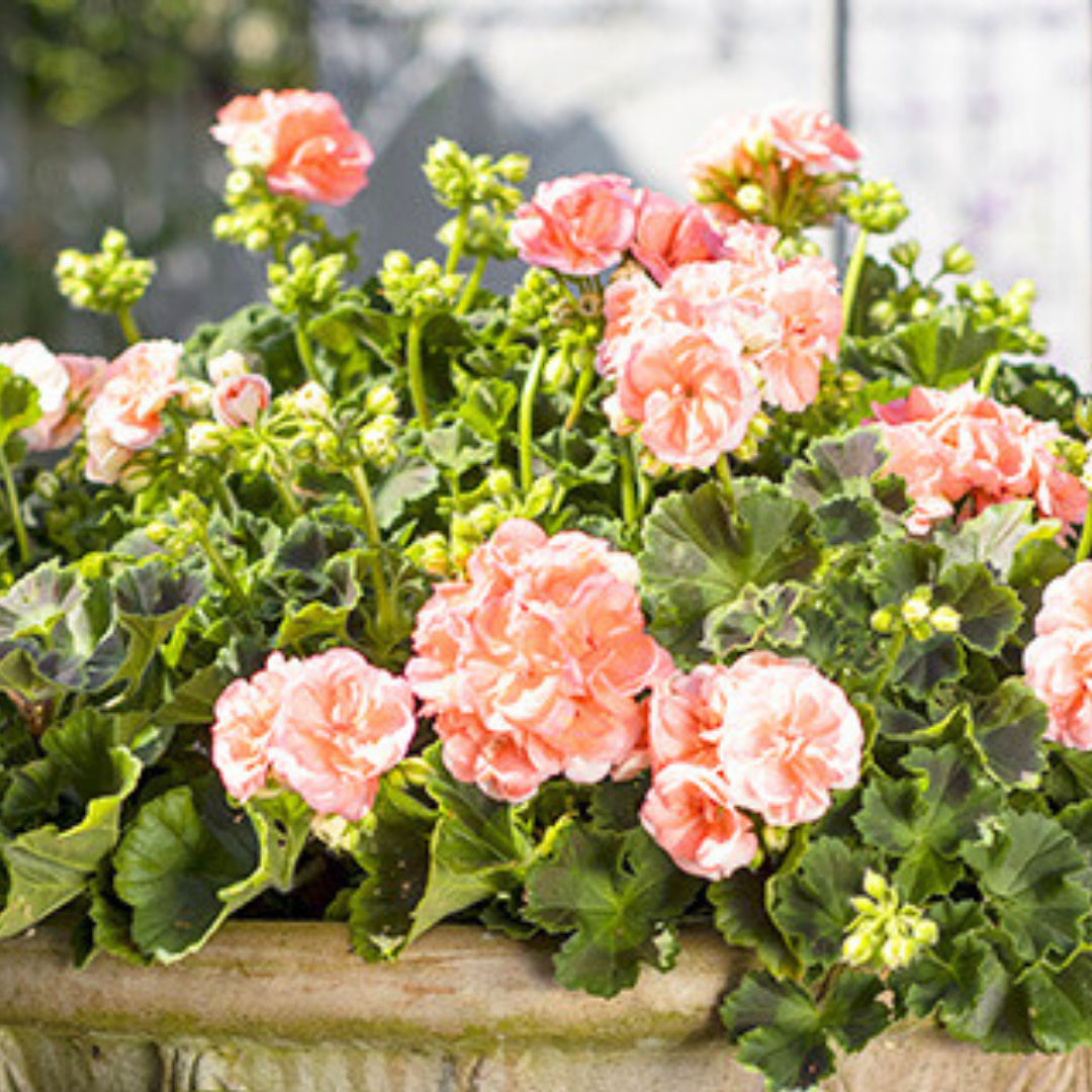 Set of 3 or 6 Large Plants - Geranium Zonale Rosebud Astrid, Ready to Plant in Your Garden - Frankton's