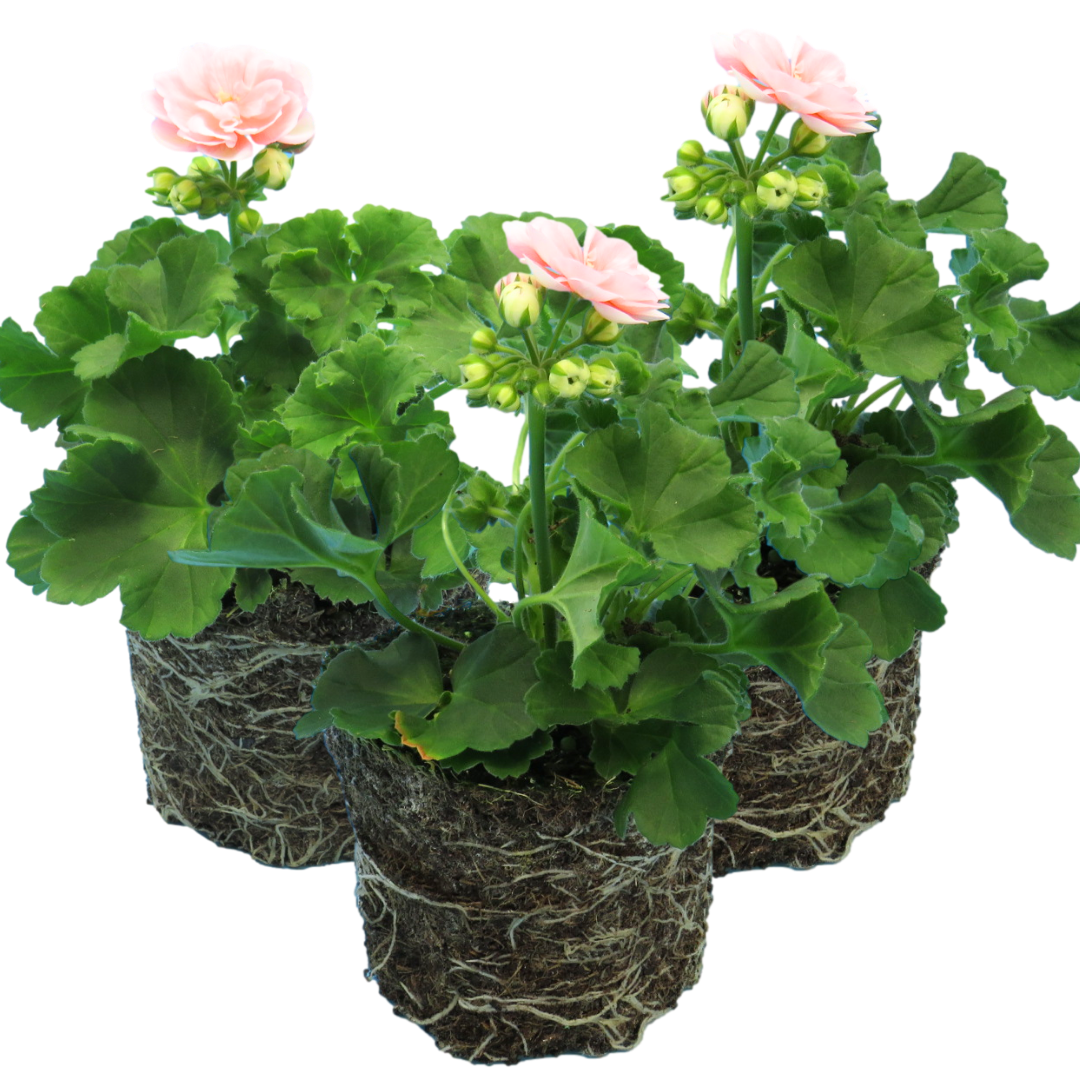 Set of 3 or 6 Large Plants - Geranium Zonale Rosebud Astrid, Ready to Plant in Your Garden - Frankton's