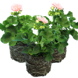Set of 3 or 6 Large Plants - Geranium Zonale Rosebud Astrid, Ready to Plant in Your Garden - Frankton's