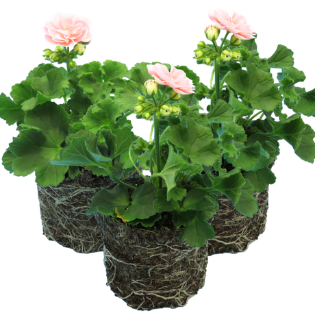 Set of 3 or 6 Large Plants - Geranium Zonale Rosebud Astrid, Ready to Plant in Your Garden - Frankton's