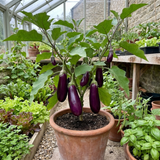 Set of 3 or 6 Large Plants - Grow Your Own Aubergine Galine, Outdoor Garden Ready - Frankton's