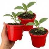 Set of 3 or 6 Large Plants - Grow Your Own Aubergine Galine, Outdoor Garden Ready - Frankton's