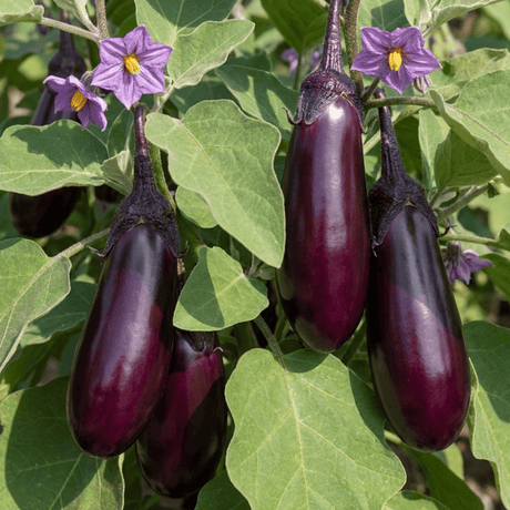 Set of 3 or 6 Large Plants - Grow Your Own Aubergine Galine, Outdoor Garden Ready - Frankton's