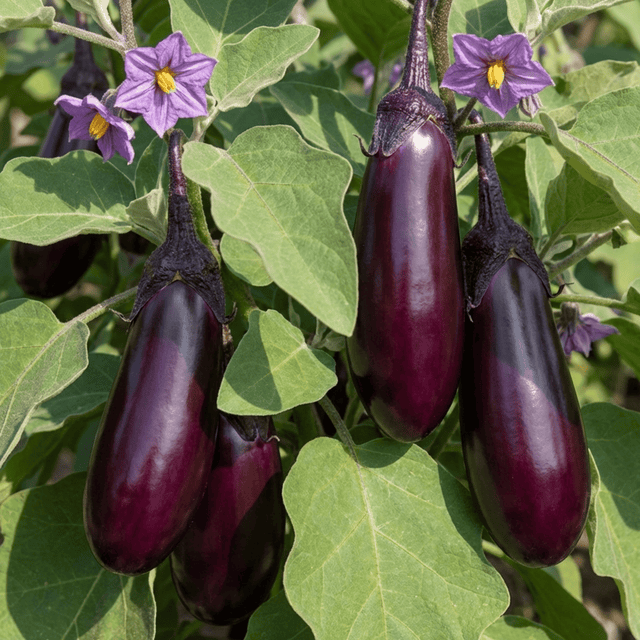 Set of 3 or 6 Large Plants - Grow Your Own Aubergine Galine, Outdoor Garden Ready - Frankton's