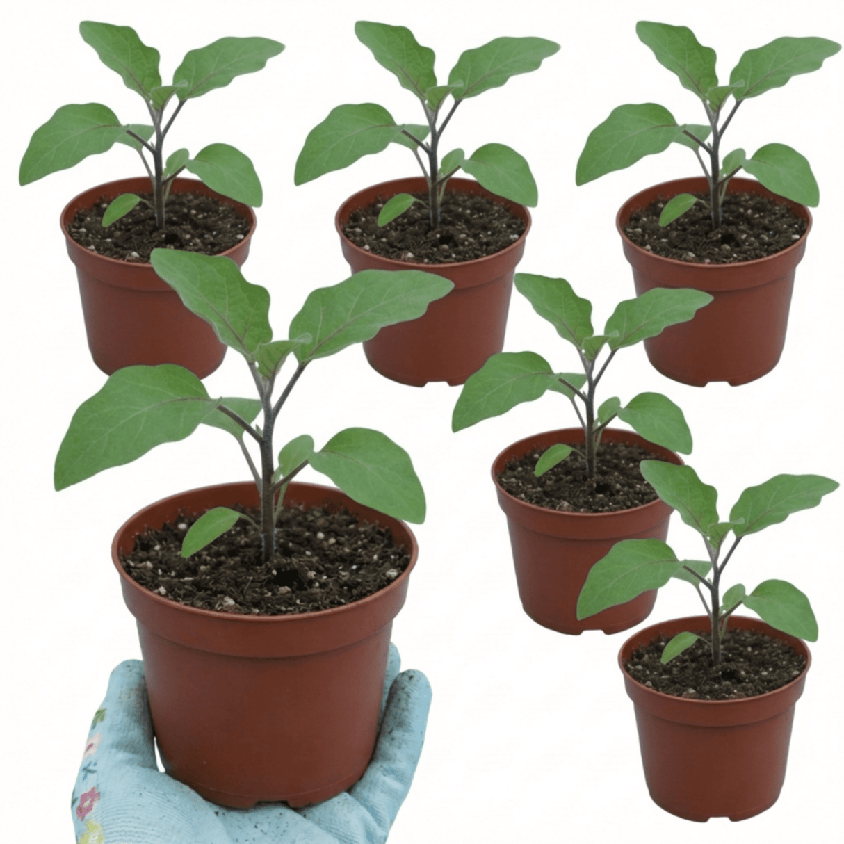 Set of 3 or 6 Large Plants - Grow Your Own Aubergine Galine, Outdoor Garden Ready - Frankton's