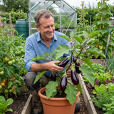 Set of 3 or 6 Large Plants - Grow Your Own Aubergine Galine, Outdoor Garden Ready - Frankton's
