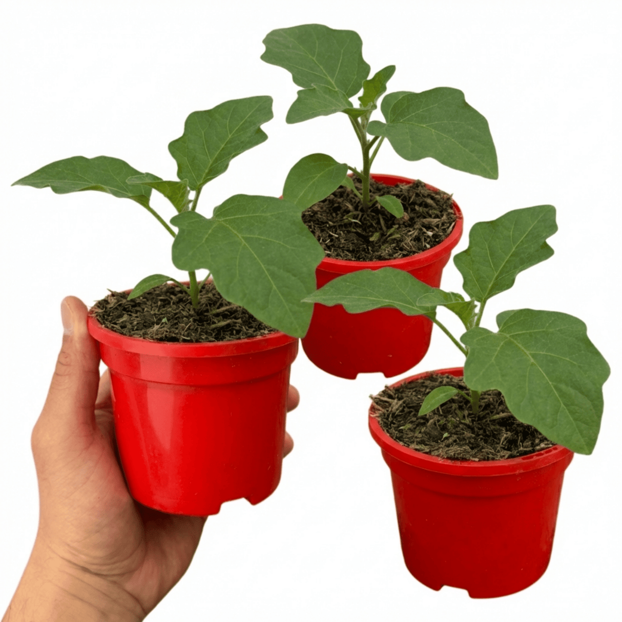 Set of 3 or 6 Large Plants - Grow Your Own Aubergine Meatball, Outdoor Garden Ready - Frankton's