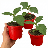 Set of 3 or 6 Large Plants - Grow Your Own Aubergine Meatball, Outdoor Garden Ready - Frankton's