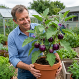 Set of 3 or 6 Large Plants - Grow Your Own Aubergine Meatball, Outdoor Garden Ready - Frankton's
