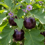 Set of 3 or 6 Large Plants - Grow Your Own Aubergine Meatball, Outdoor Garden Ready - Frankton's
