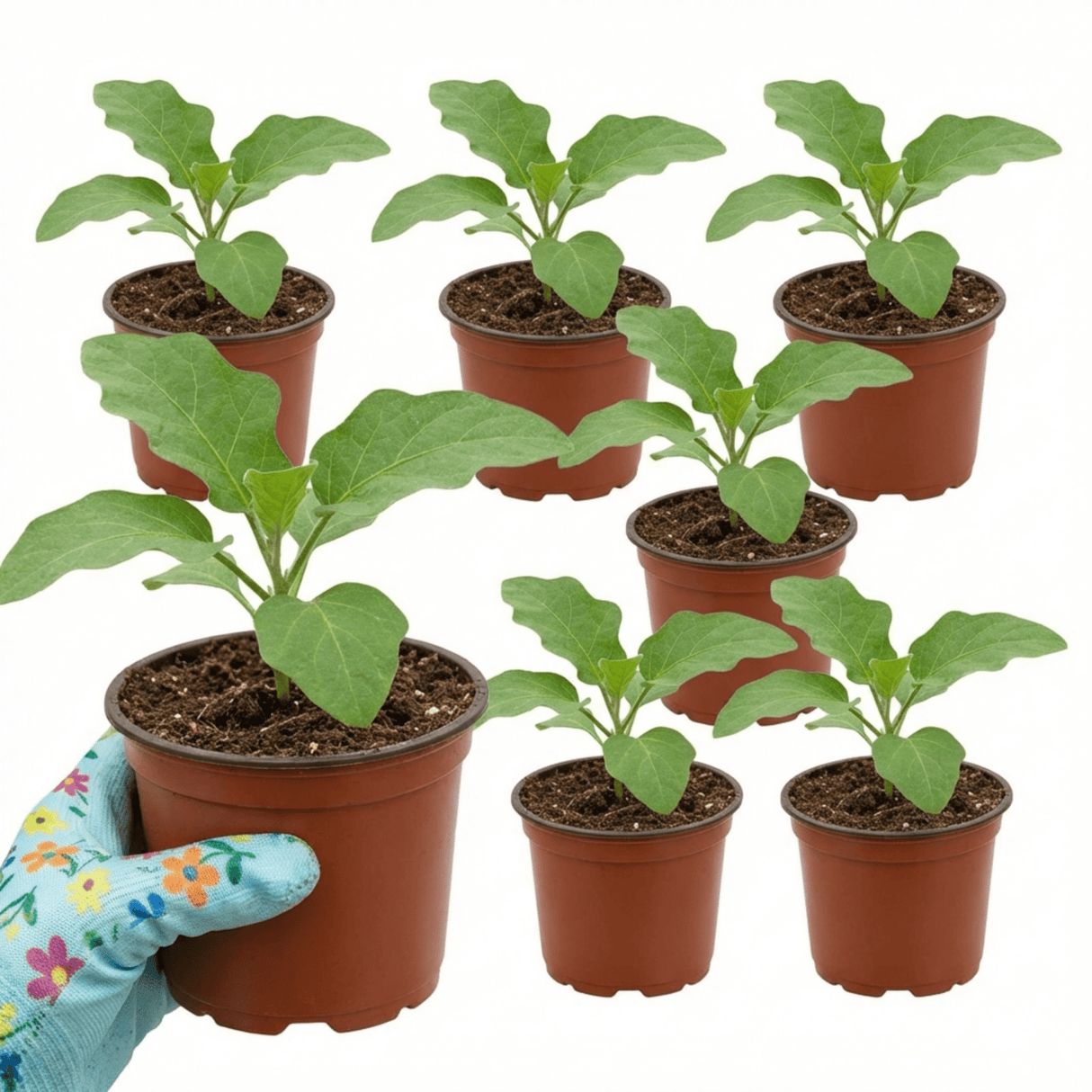 Set of 3 or 6 Large Plants - Grow Your Own Aubergine Meatball, Outdoor Garden Ready - Frankton's