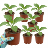 Set of 3 or 6 Large Plants - Grow Your Own Aubergine Meatball, Outdoor Garden Ready - Frankton's