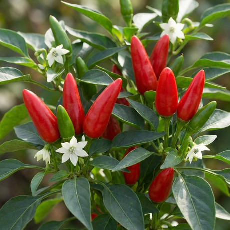 Set of 3 or 6 Large Plants - Grow Your Own Chilli Pepper Apache, Garden Ready - Frankton's