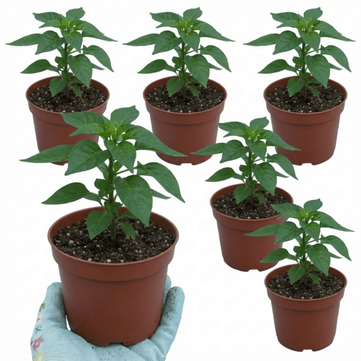 Set of 3 or 6 Large Plants - Grow Your Own Chilli Pepper Apache, Garden Ready - Frankton's