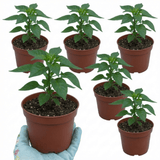 Set of 3 or 6 Large Plants - Grow Your Own Chilli Pepper Apache, Garden Ready - Frankton's