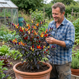 Set of 3 or 6 Large Plants - Grow Your Own Chilli Pepper Atomic, Garden Ready - Frankton's