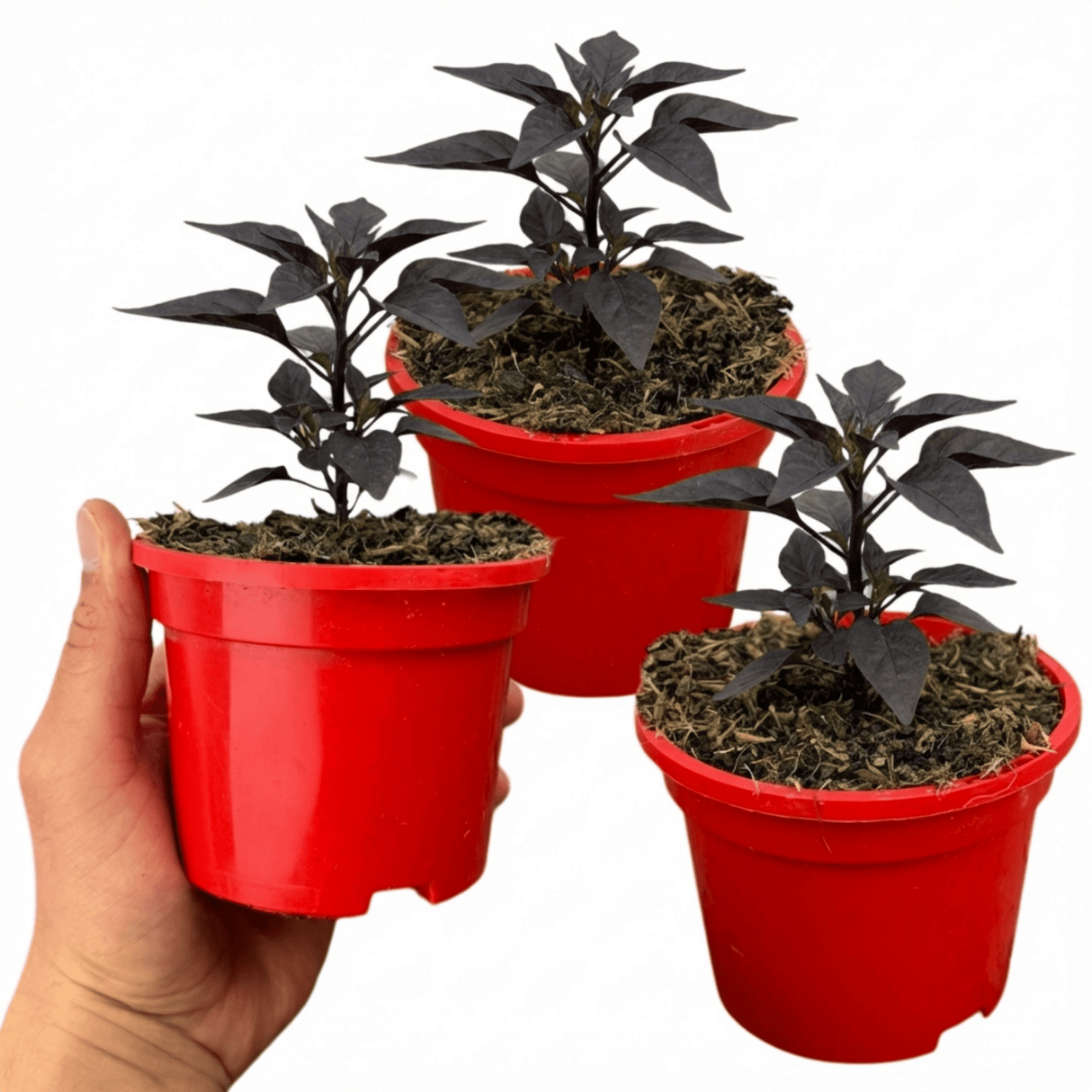 Set of 3 or 6 Large Plants - Grow Your Own Chilli Pepper Atomic, Garden Ready - Frankton's