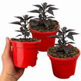 Set of 3 or 6 Large Plants - Grow Your Own Chilli Pepper Atomic, Garden Ready - Frankton's