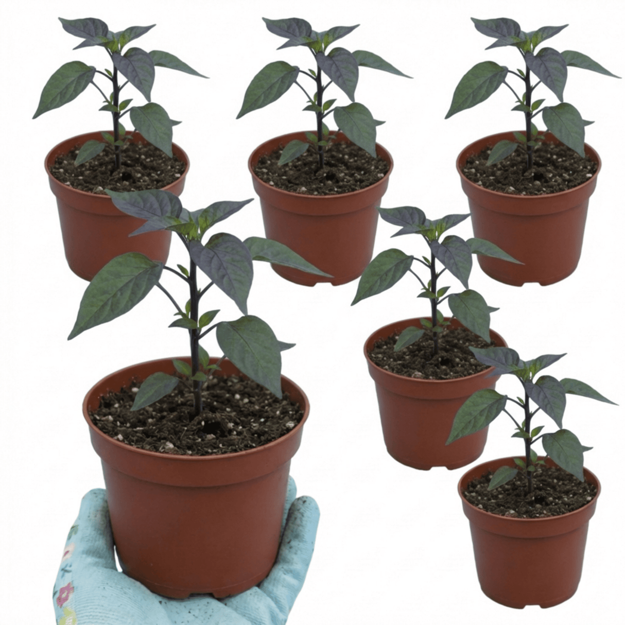 Set of 3 or 6 Large Plants - Grow Your Own Chilli Pepper Atomic, Garden Ready - Frankton's